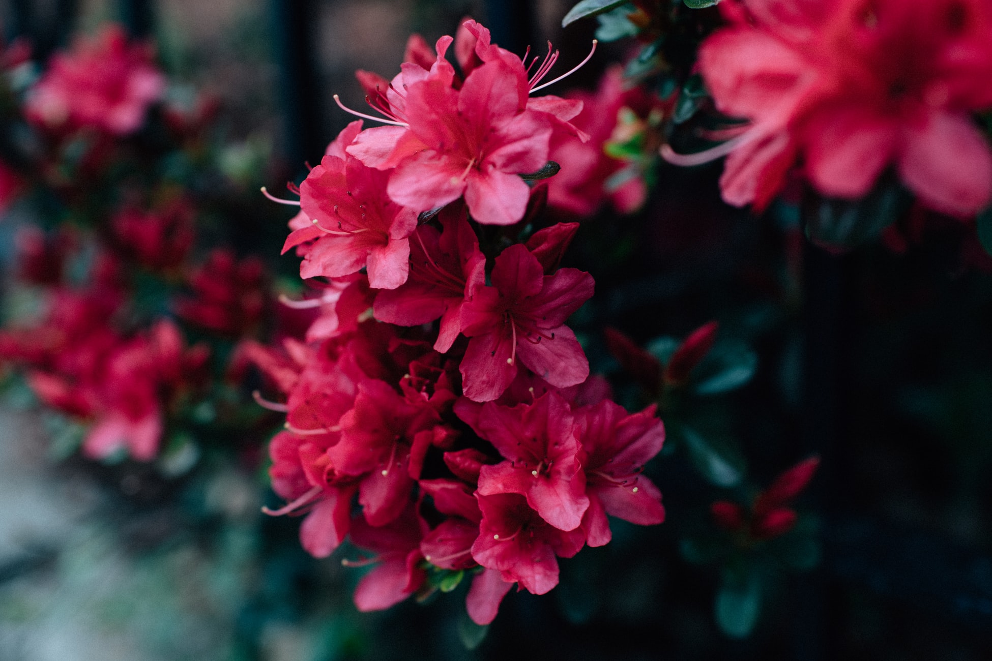Rhododendron Trek